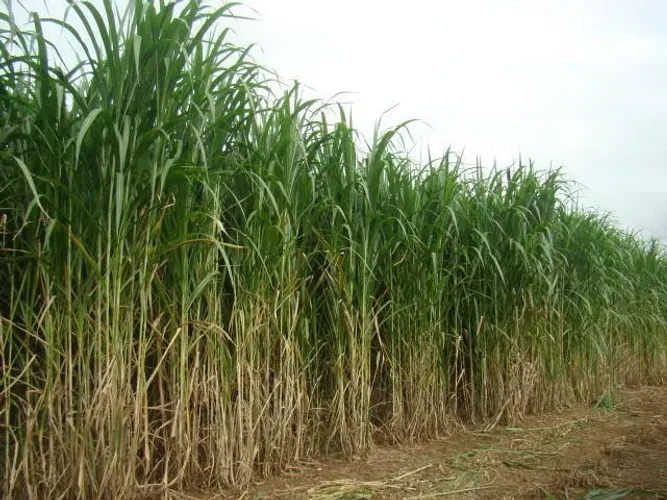 MUDAS DE CAPIAÇU