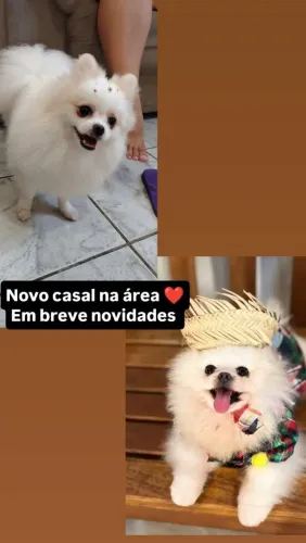 Spitz alemão anão 