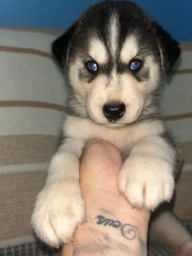 Husky siberiano 