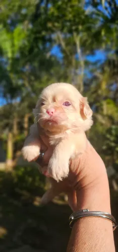 ALBINO MACHINHO