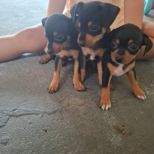 Vendo Pinsher 
