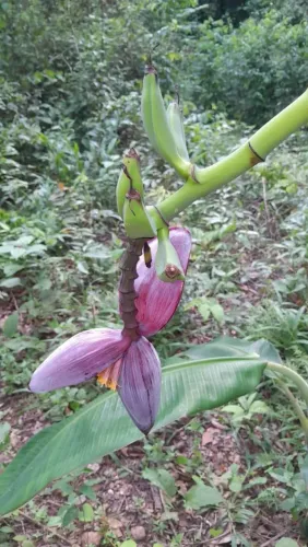 Vende se um sítio na chapada dos veadeiros