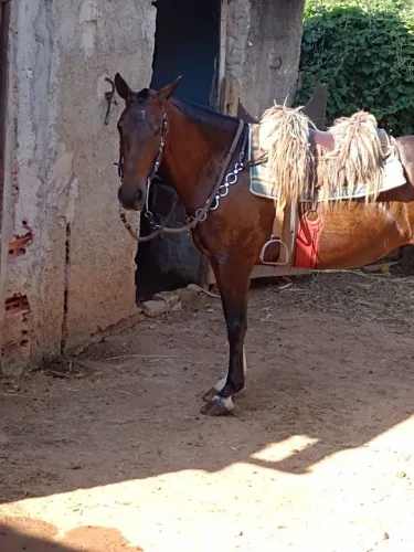 Cavalo égua