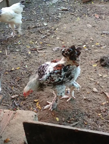 Frangos 