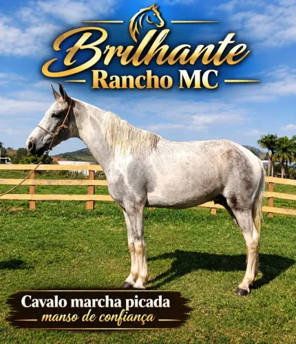 Cavalo marchador manso de confiança 
