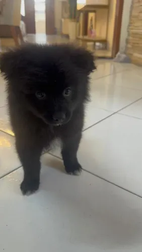 Spitz Alemão / Lulu da Pomerânia