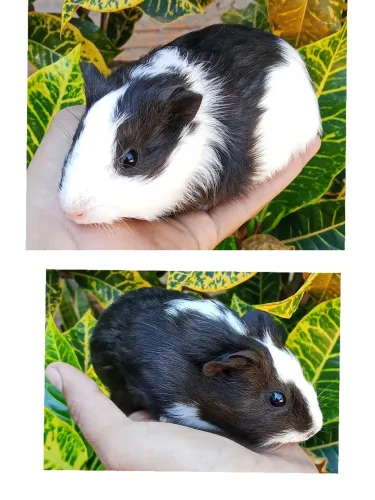Porquinho da índia macho 