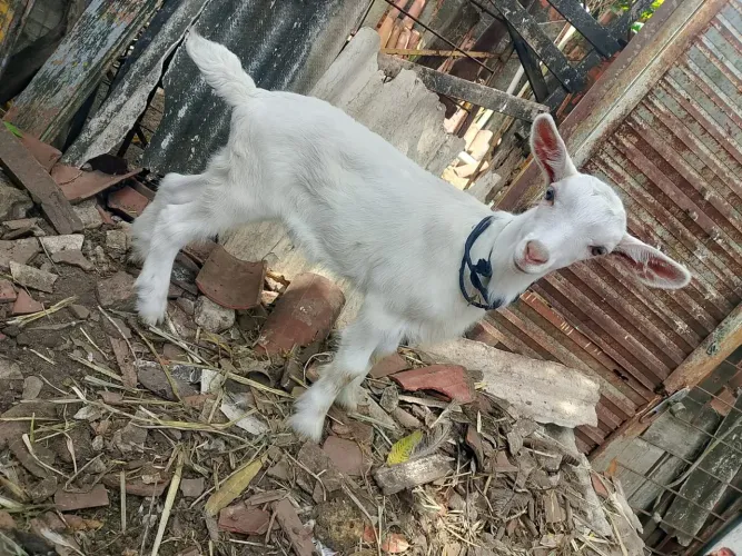 Cabra