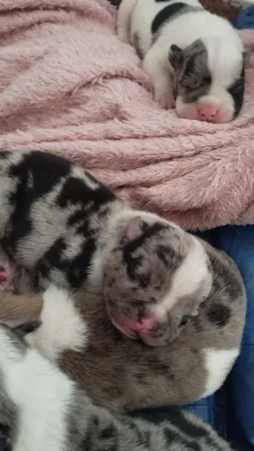American bully micro. Exótico