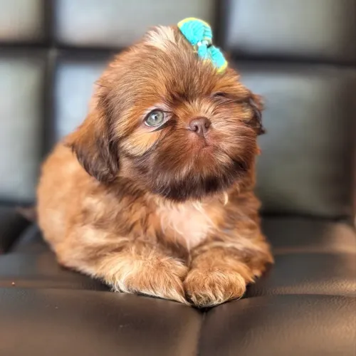 Shih tzu exótico mini fêmea e macho