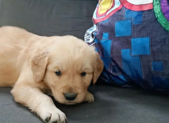 Golden Retriever