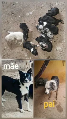 Filhote de border collie