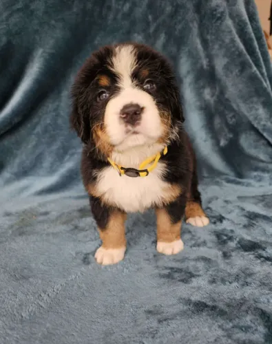 Bernese Mountain Dog,Bernese Mountain Dog Filhote Top Padrão da Raça