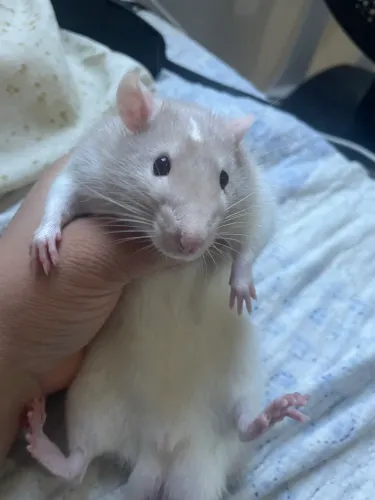 Rato Twister macho