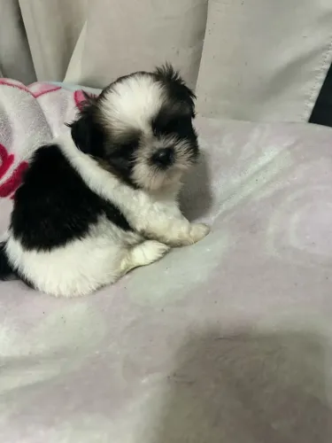 Filhotes de Shihtzu 