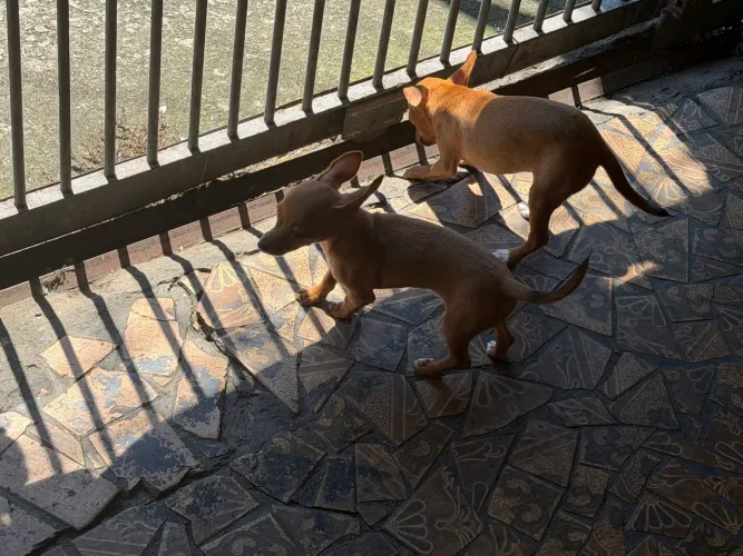 Cachorro Pinscher 06/06/ casal 1200 ,cada 650 um