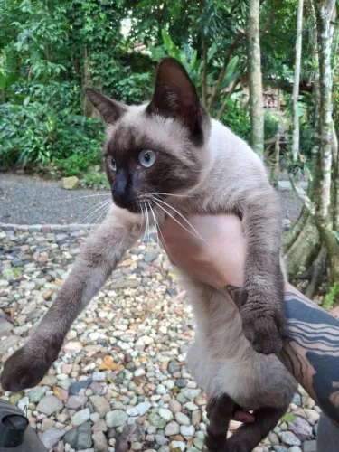 Doação filhote gato macho extremamente companheiro 