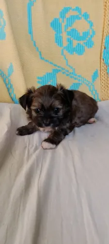 Machinho
