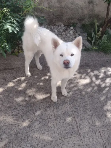 Cachorro Akita - 01 ano e 08 meses