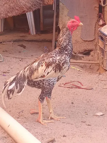 Frango de raça 