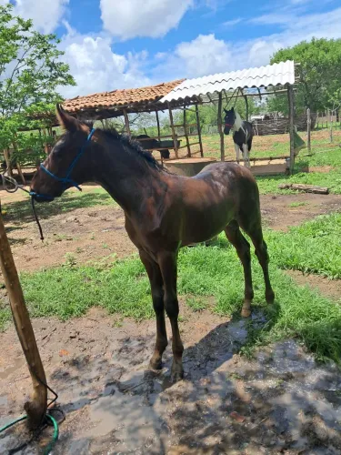 Cavalo America Trotter