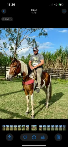 Égua Campolina PO Pampa de Castanho