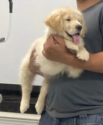 Golden Retriever: Fêmeas e Machos