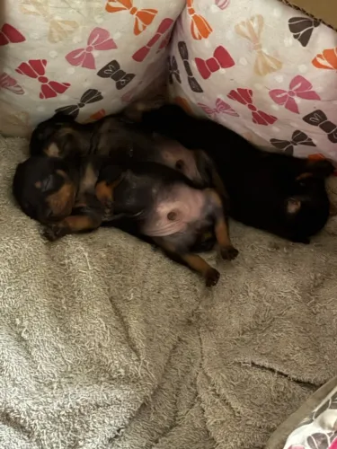 Pinscher macho