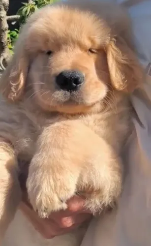 Macho de Golden Retriever filhote pais CBKC