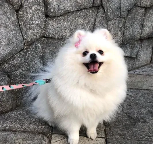 Filhotes de Spitz Alemão | Uma Bolinha de Fofura Esperando por Você