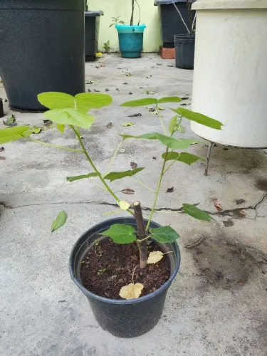 Muda de dombeia - astrapeia branca