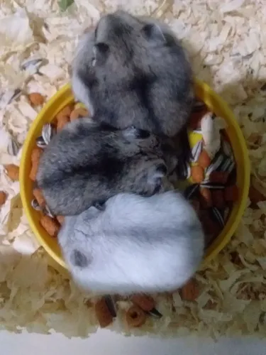Vende-se filhote hamster anão russo por 100 reais  