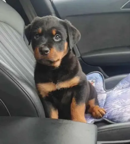 Rottweiler cabeça de touro ¿amor da família toda 