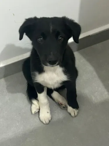 Border collie fêmea branca e preta 