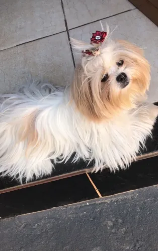 Shih tzu para cruzar