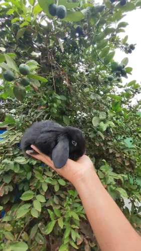 Coelho Mini lop macho