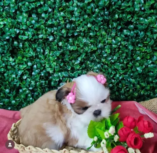 Shihtzu mini faço entrega