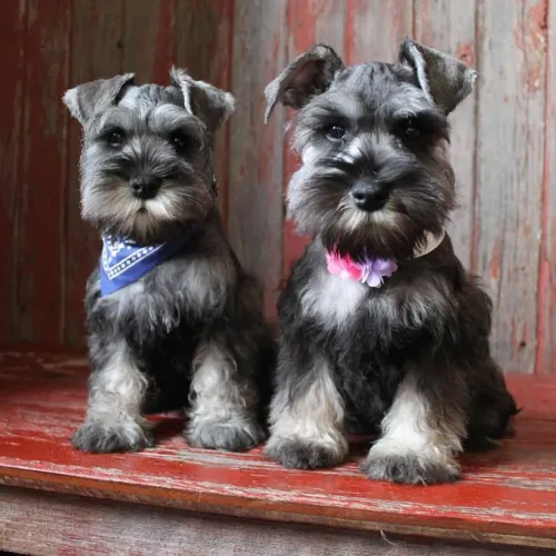 A pronta entrega lindos bbs de Schnauzer!!! 
