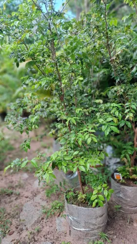 FRUTÍFERA PARA VASO JABUTICABA