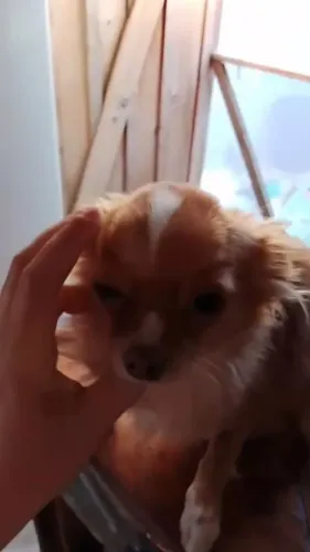 Chihuahua femea pelo longo