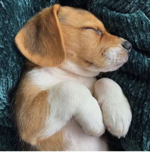 Beagle Um pedacinho de amor em forma de cachorro