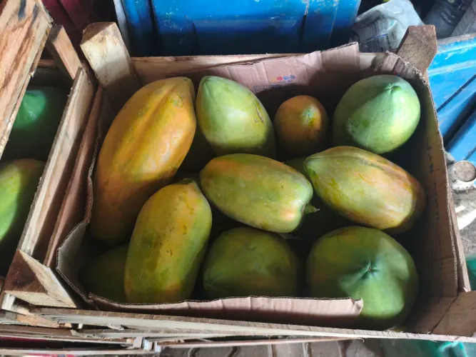 Mamão Formosa T2 no Atacado