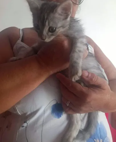 Linda gatinha para adoção.