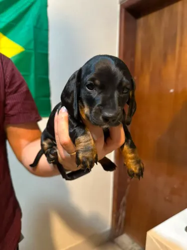 Filhotes de dachshund 