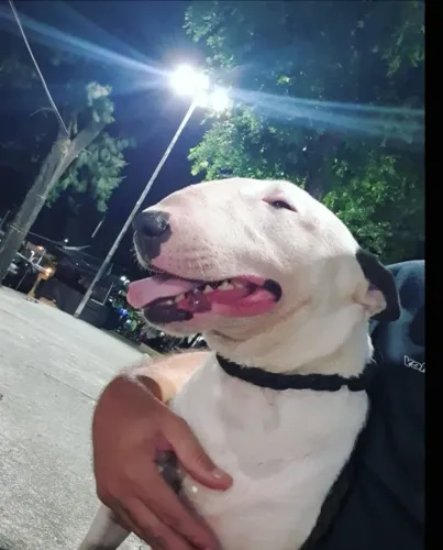 Bull terrier Disponível a cruzas inseminação 