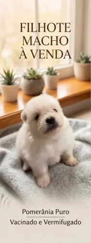 Filhotes Lulu da Pomerânia