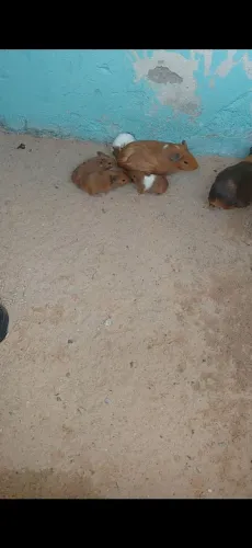 Porquinho da Índia pra venda