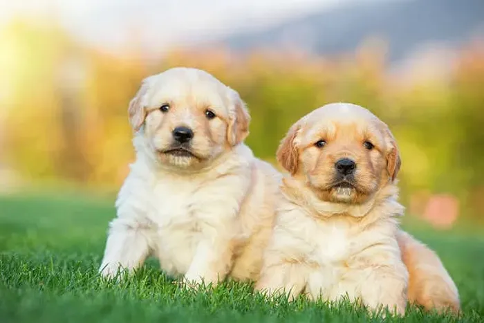 Filhote de Golden Retriever Que Vai Deixar Seu Lar Ainda Mais Feliz