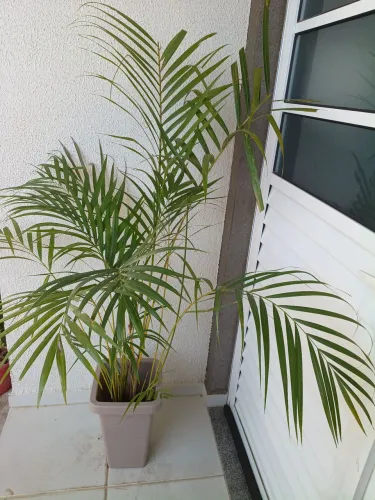 Vendo lindas plantas ornamentais