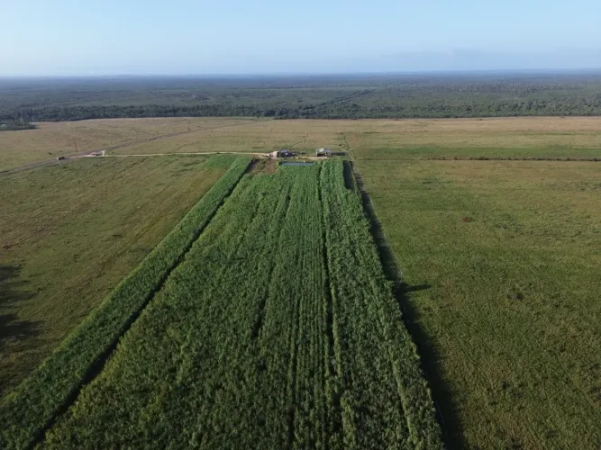 Fazenda Maranhão 868hectares beira da pista